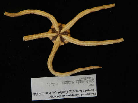 Image of Banded Brittle Star