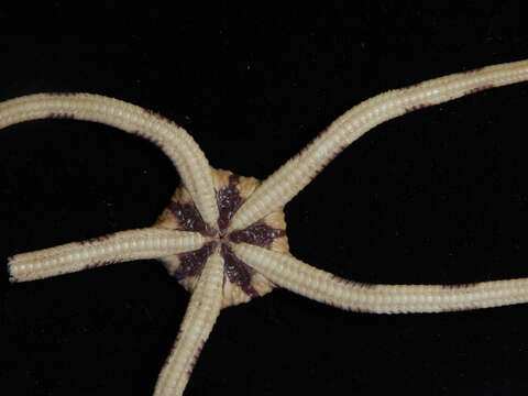 Image of Banded Brittle Star