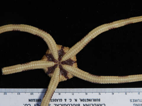 Image of Banded Brittle Star