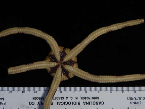 Image of Banded Brittle Star