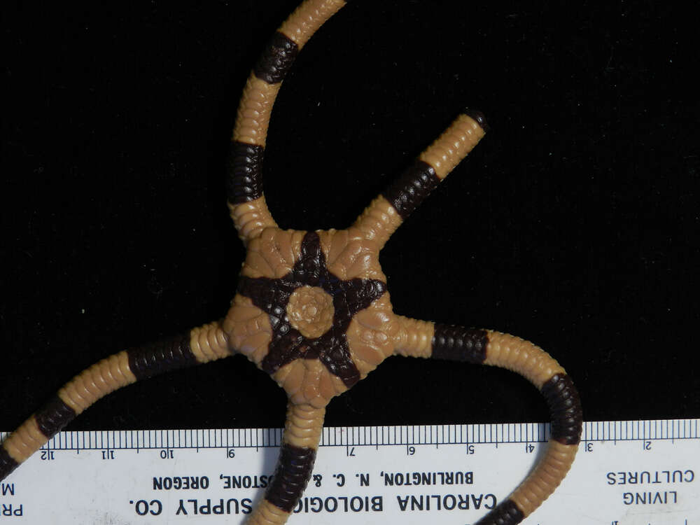 Image of Banded Brittle Star