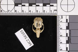 صورة Microtus subgen. Mynomes Rafinesque 1817