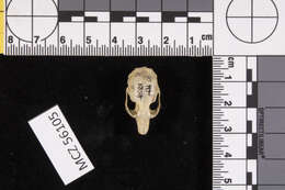 Image de Microtus subgen. Mynomes Rafinesque 1817