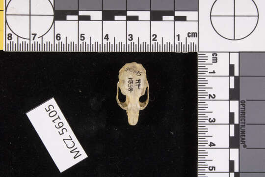 Image of Microtus subgen. Mynomes Rafinesque 1817