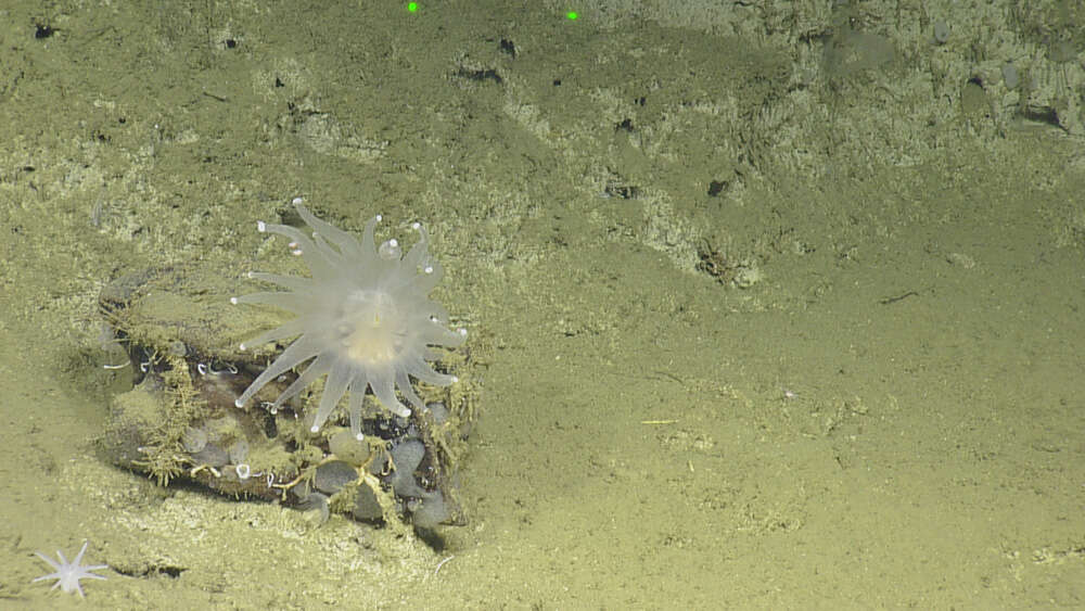 Image of sea anemones