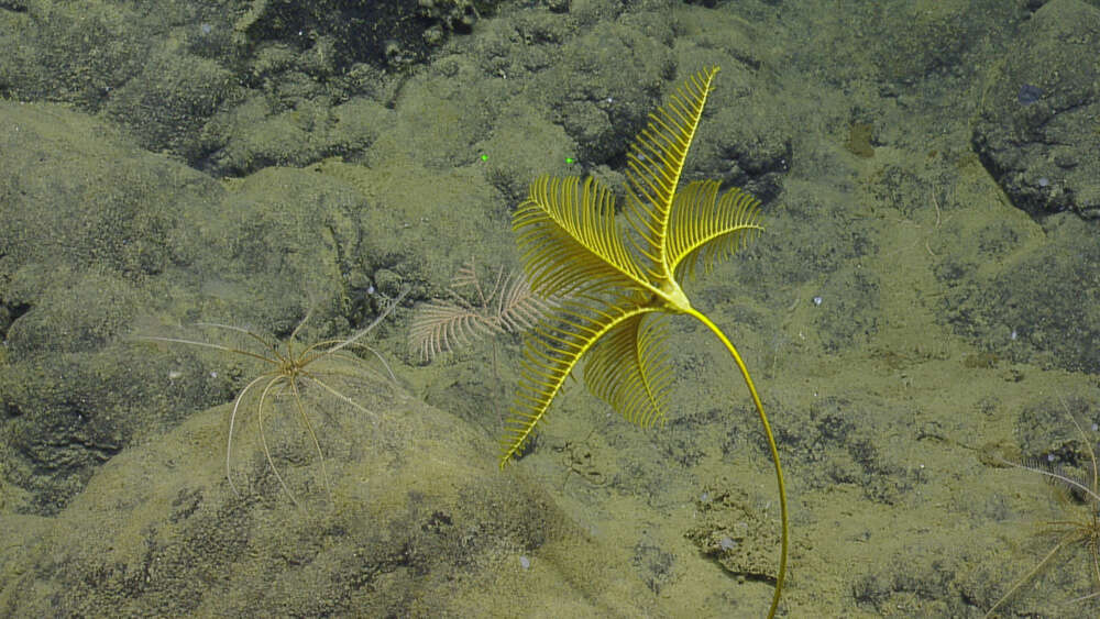 Image of crinoids and relatives