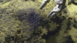 Image of sea anemones