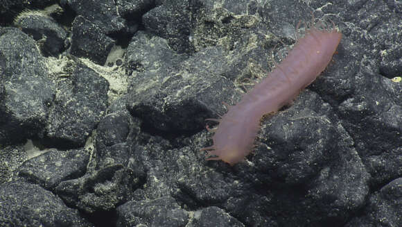 Image of sea cucumbers