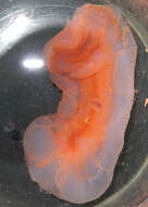 Image of sea cucumbers