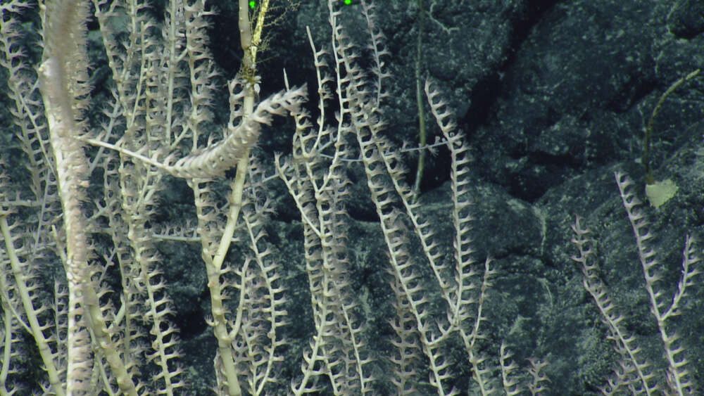 Image of bamboo corals