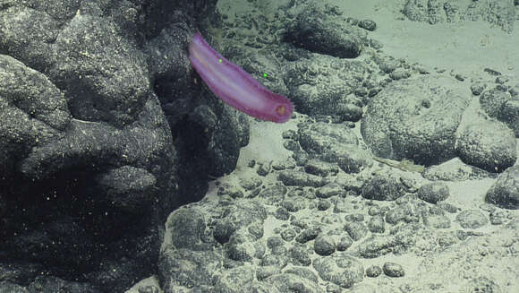 Image of sea cucumbers