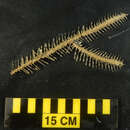Image of Heteropathes Opresko 2011