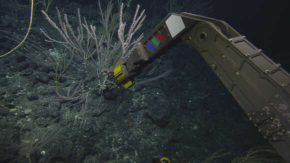 Image of bamboo corals