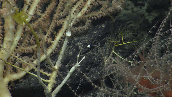 Image of bamboo corals