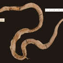 Image of Ornate Wolf Snake