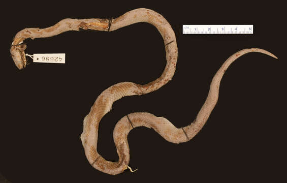 Image of Ornate Wolf Snake