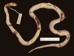 Image of Ornate Wolf Snake