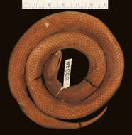 Image of Flat-snouted Wolf Snake