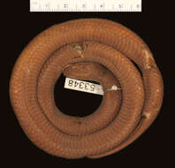 Image of Flat-snouted Wolf Snake