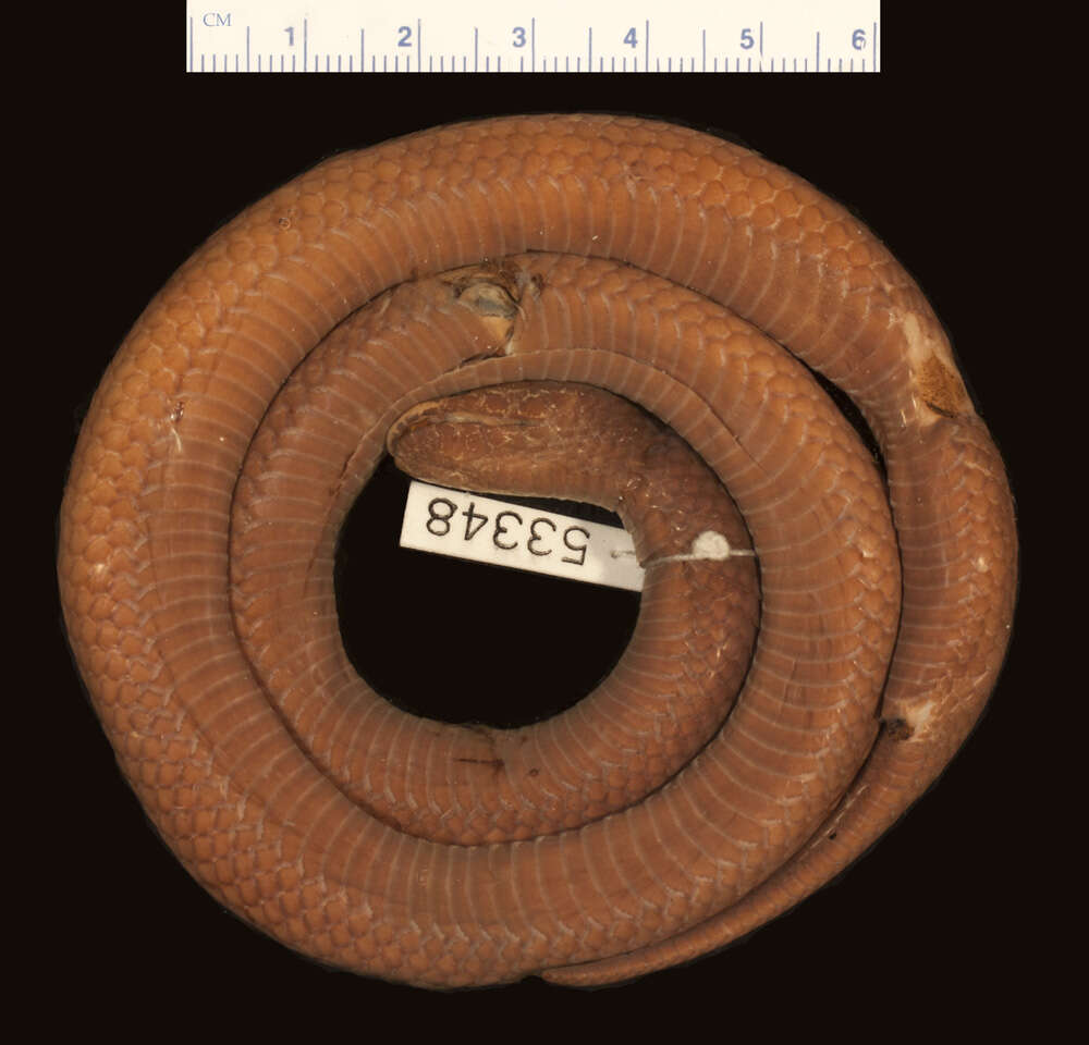 Image of Flat-snouted Wolf Snake