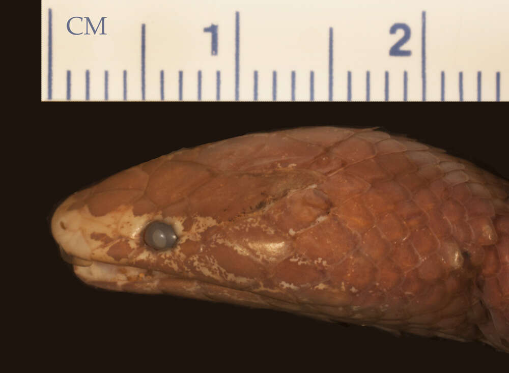 Image of Flat-snouted Wolf Snake