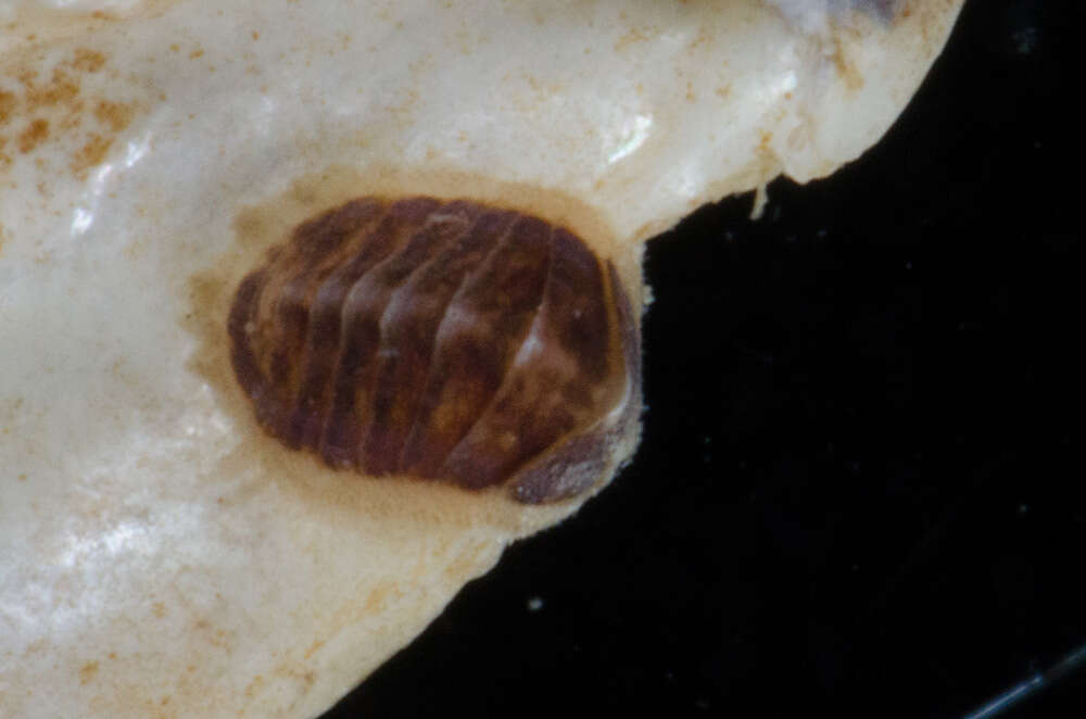 Leptochiton asellus (Gmelin 1791) resmi