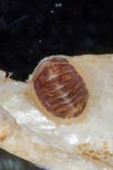 Image of coat-of-mail chiton