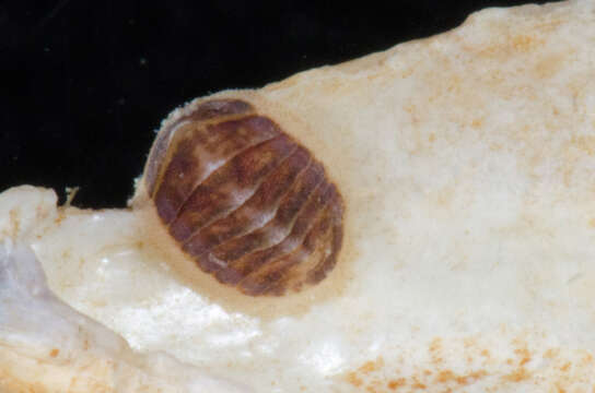 Image of coat-of-mail chiton