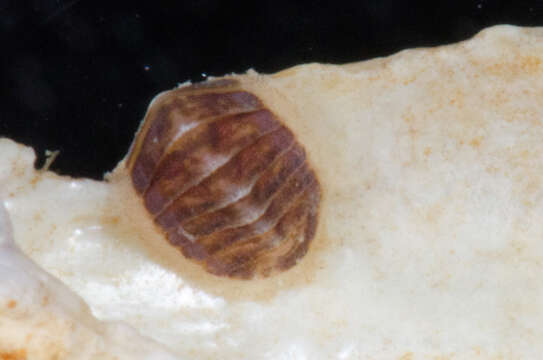 Image of coat-of-mail chiton