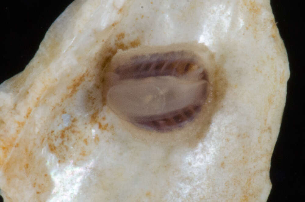 Image of coat-of-mail chiton