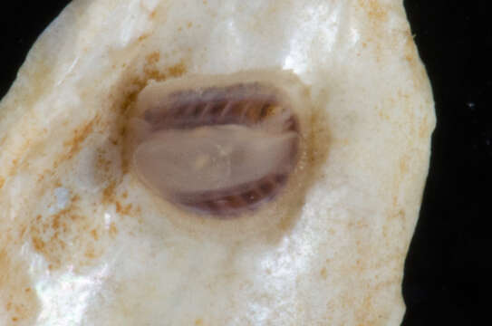 Image of coat-of-mail chiton