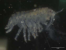 Image of amphipods