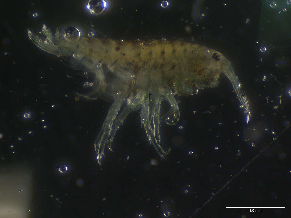 Image of amphipods