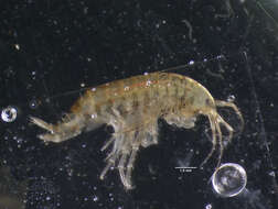 Image of amphipods