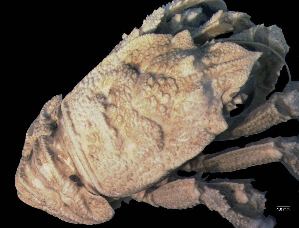 Image of Munidopsis latirostris Faxon 1895