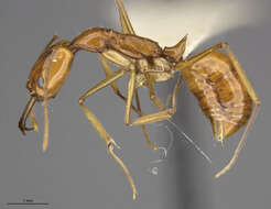 Image of Anochetus longispinus Wheeler 1936