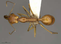 Image of Anochetus longispinus Wheeler 1936