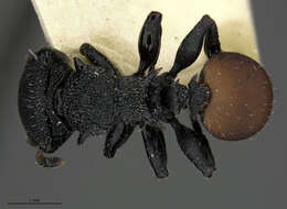 Cephalotes flavigaster De Andrade 1999 resmi