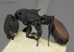 Cephalotes flavigaster De Andrade 1999 resmi