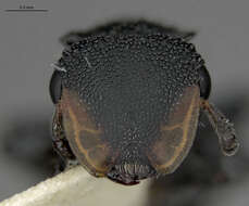 Cephalotes flavigaster De Andrade 1999 resmi