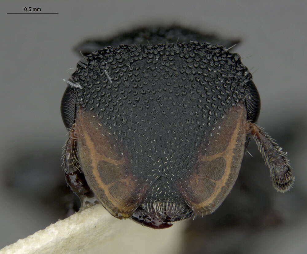 Cephalotes flavigaster De Andrade 1999 resmi