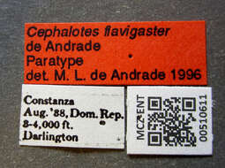 Cephalotes flavigaster De Andrade 1999 resmi