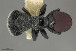 Image of Cephalotes vinosus (Wheeler 1936)