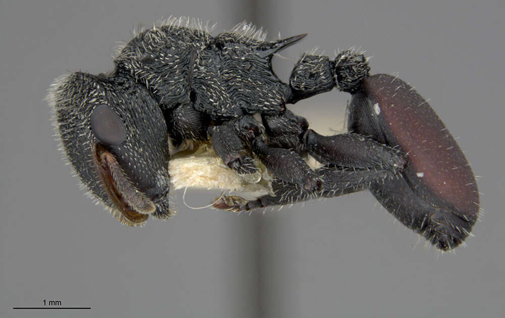 Image of Cephalotes vinosus (Wheeler 1936)