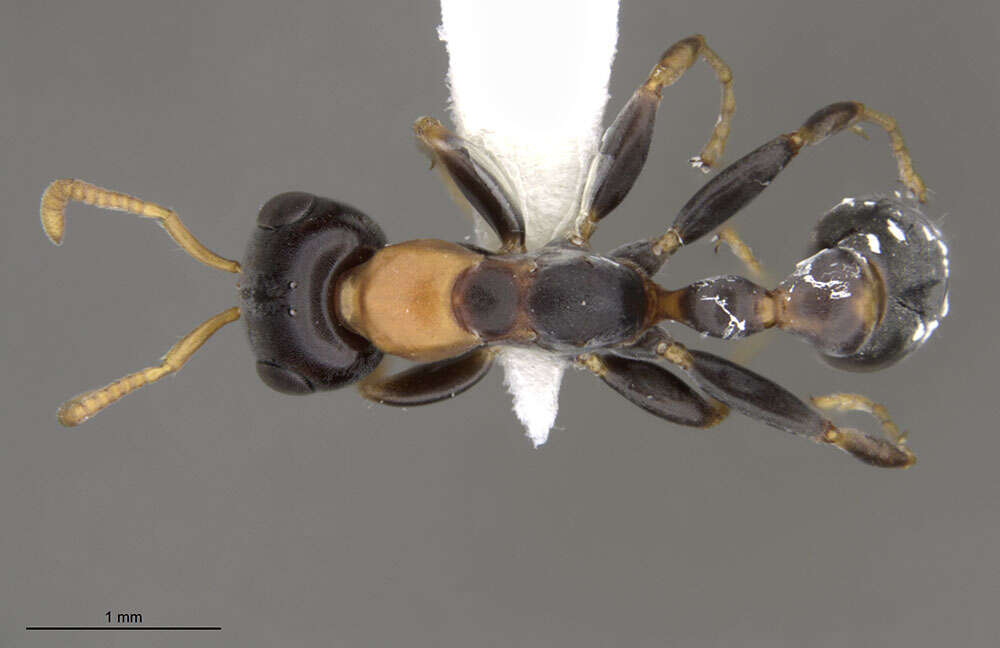 Image of Pseudomyrmex haytianus (Forel 1901)
