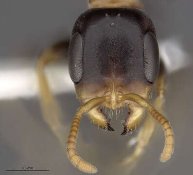 Image of Pseudomyrmex haytianus (Forel 1901)