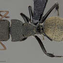 Image of Camponotus saussurei Forel 1879