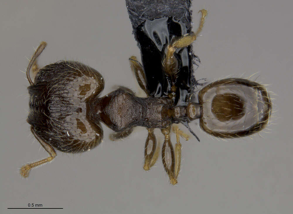 Image of Pheidole moerens Wheeler 1908