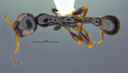Imagem de <i>Tetraponera phragmotica</i>