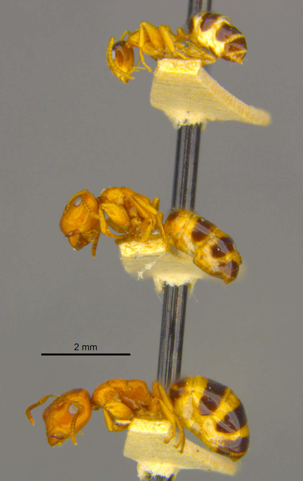 Image of <i>Colobopsis loa</i>